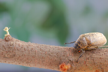 A sugarcane white grub or Lepidiota stigma creeping on a twig, foliage background in the wild.