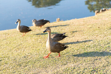 六義園のカルガモ
