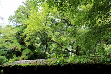 苔むした屋根　風情　風景