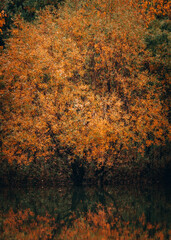 autumn leaves tree
