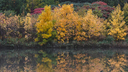 autumn in the forest