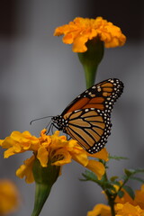 Monarch Butterfly on Mexican Marigold