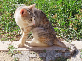 Light colored cat outside looking backwards