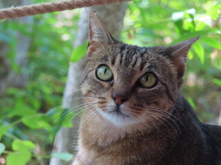 Naklejka na ściany i meble Pretty cat outdoors looking up with big eyes