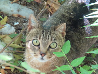 Cat with wide open eyes outside and looking up at camera