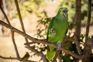 blue and yellow macaw