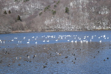 大山上池・大山下池 ラムサール条約登録地 ／ 山形県鶴岡市大山にある灌漑用のため池です。国指定の鳥獣保護区と特別保護地区に指定され、さらに国際的に重要な湿地を保全する「ラムサール条約」にも登録されました。また、2010年には農林水産省の「ため池百選」にも選定されています。