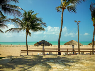 beach with palm trees