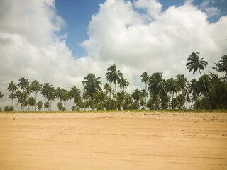 beach with palm trees