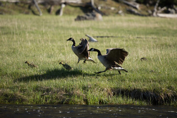Two adult Canada geese running with wings raise on grass next to river with two baby goslings running ahead of them
