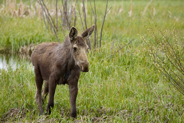 Naklejka na ściany i meble Brown baby moose with long ears walking toward camera in tall green grass after drinking from pond. Grand Tetons National Park