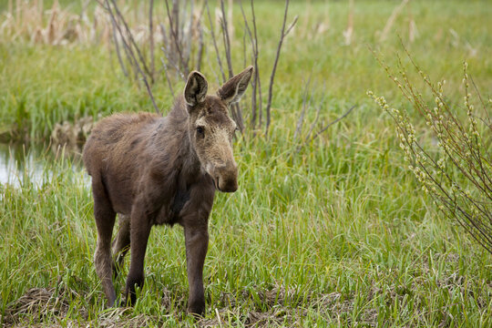 Moose Calf Images Browse 193 Stock Photos Vectors And Video Adobe Stock