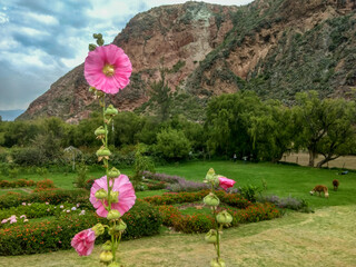 flowers in the garden