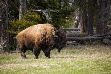 American Bison in sunlight with head raised after grazing in the grass. Bison / buffalo with light brown back, horns, broad shoulders. Bison is in field of grass with trees behind him