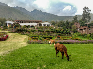 horses in the mountains