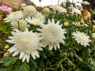 white flowers in the garden