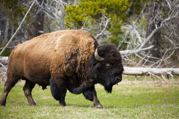 American Bison in sunlight with head raised with tongue sticking out