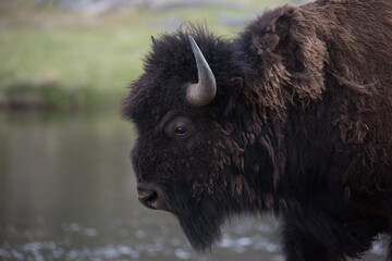 A bison profile of his head. River flowing in the background. Snot running down the bison’s nose. Head raised up looking straight ahead © Dennis M. Swanson