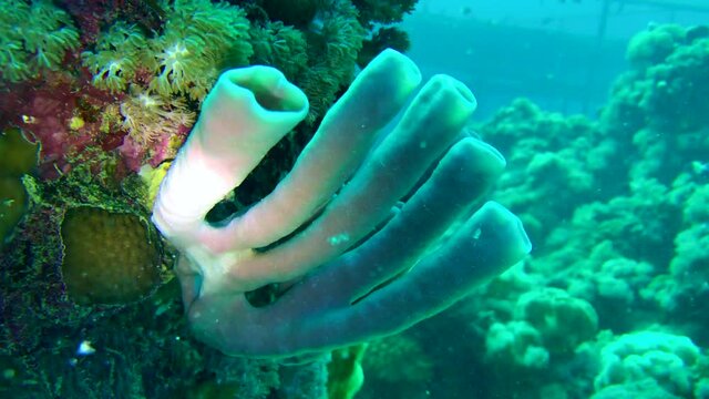 sea squirt