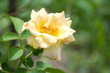 yellow rose flower in nature garden