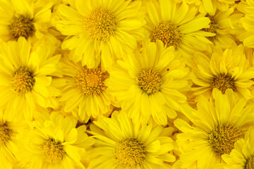 Closed up of yellow color Chrysanthemum flower pattern background
