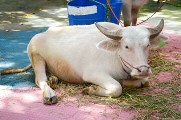 white buffalo in country farm