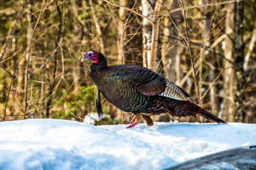 Female wild turkey in fresh white snow during winter, in a forest.