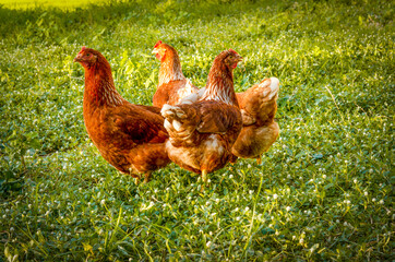 A chicken sunset the sunshine and beautiful green background.