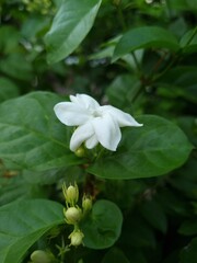 Fototapeta premium lily of the valley in the garden