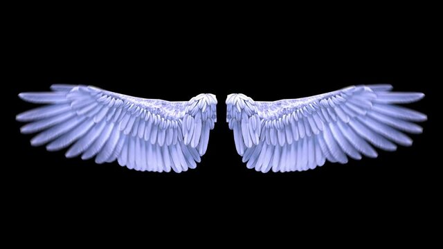3D Wings animation