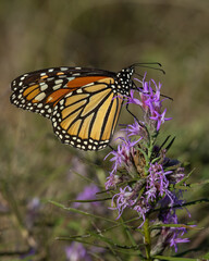 Fototapeta premium Monarch Butterfly on purple flower