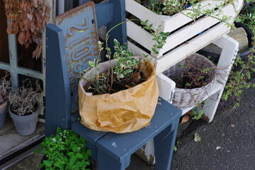 雑貨屋の玄関にある植物