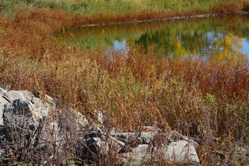 Autumn Colorado lake landscape with golden and red wild grasses at lake edge