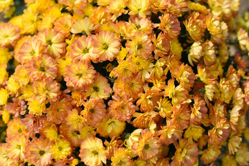 Jacqueline yellow chrysanthemum background, close up
