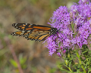 Monarch Butterfly on purple flower