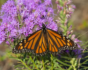 Monarch Butterfly on purple flower