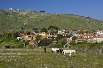 Horses grazing near houses below acropolis of Pergamum, Bergama, Turkey