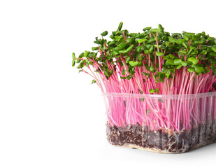 Plastic container with fresh micro green isolated on white background, closeup