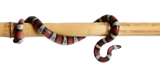 Red king snake on bamboo stick against white background