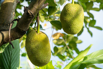 Fresh Jackfruits on Jackfruit Tree in the garden.