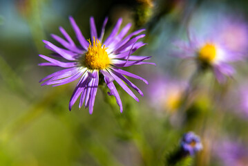 Obraz premium Colorful Purple Flower with Yellow Stamen Pistil in Sunny Day