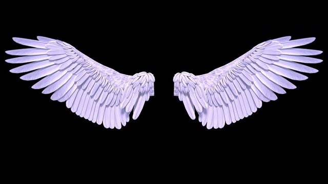 angel wings on black background