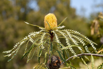 Close-up of yellow Banksia Speciosa flower. 