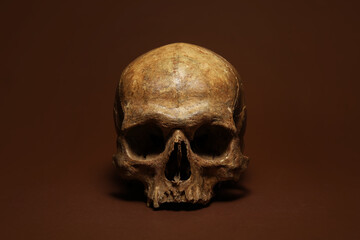 Human skull on color background