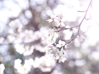 春の太陽光と桜の花