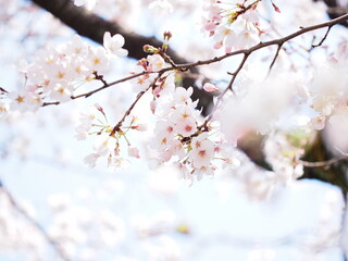 満開のさくら