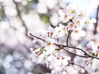 枝に咲いたきれいな桜の花