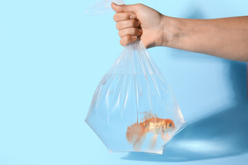 Hand holding plastic bag with beautiful gold fish on color background