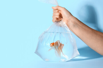 Hand holding plastic bag with beautiful gold fish on color background