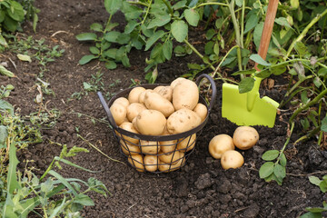 Basket with raw gathered potatoes in field